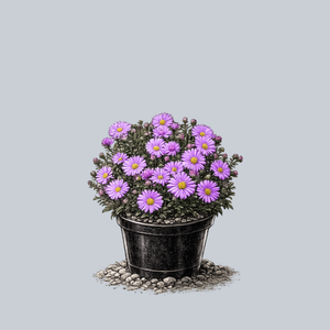 Wood's Purple New York Aster