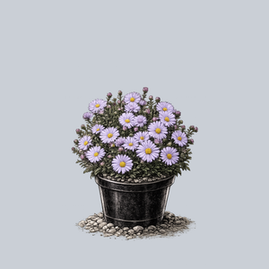Wood's Light Blue Aster