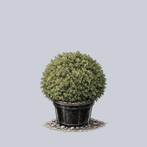 Woodward Globe Arborvitae