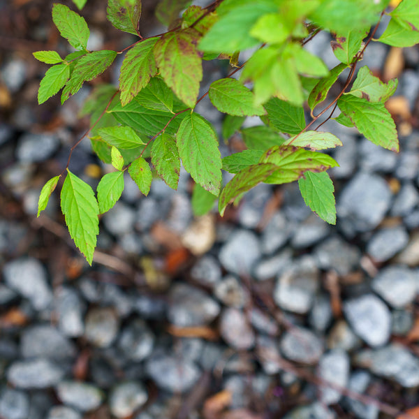 Walberton's Plumtastic Spirea