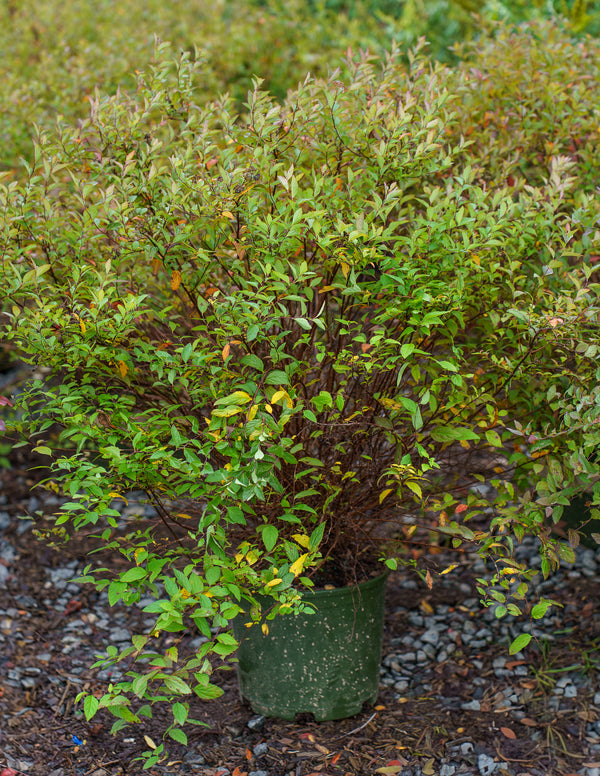 Walberton's Plumtastic Spirea