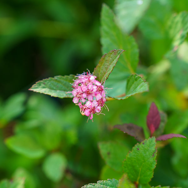 Walberton's Plumtastic Spirea