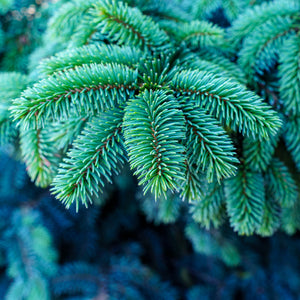 Waldbrunn Colorado Spruce - Spruce - Conifers