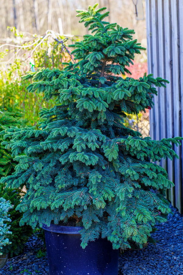 Waldbrunn Colorado Spruce - Spruce - Conifers