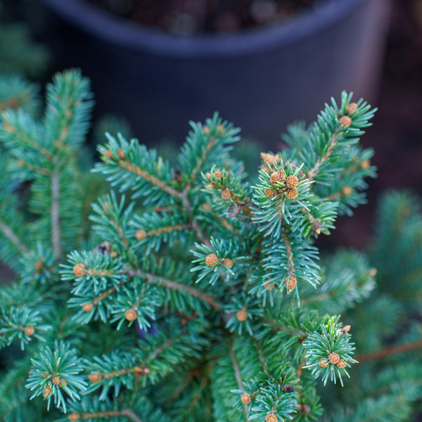 Waldbrunn Colorado Spruce