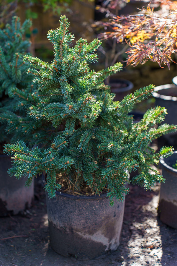 Waldbrunn Colorado Spruce