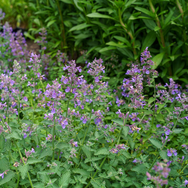 Walker's Low Catmint