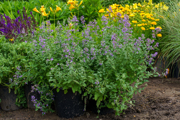 Walker's Low Catmint