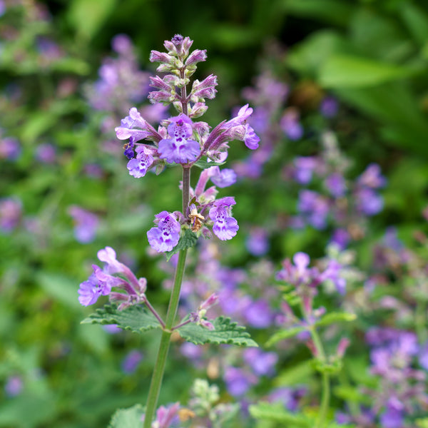 Walker's Low Catmint