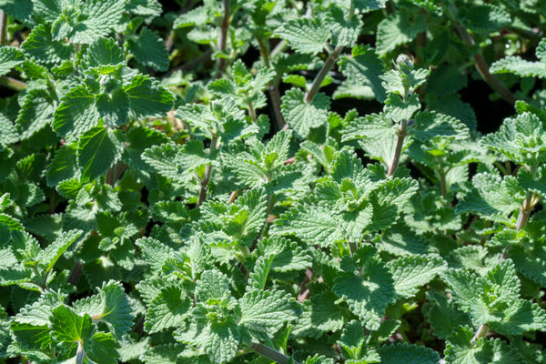 Walker's Low Catmint - Catmint - Perennials