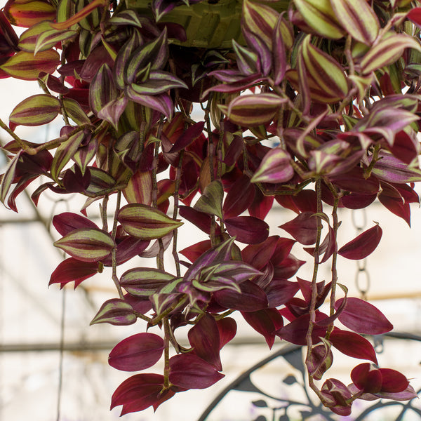 Wandering Jew