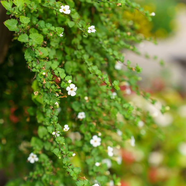 Water Hyssop