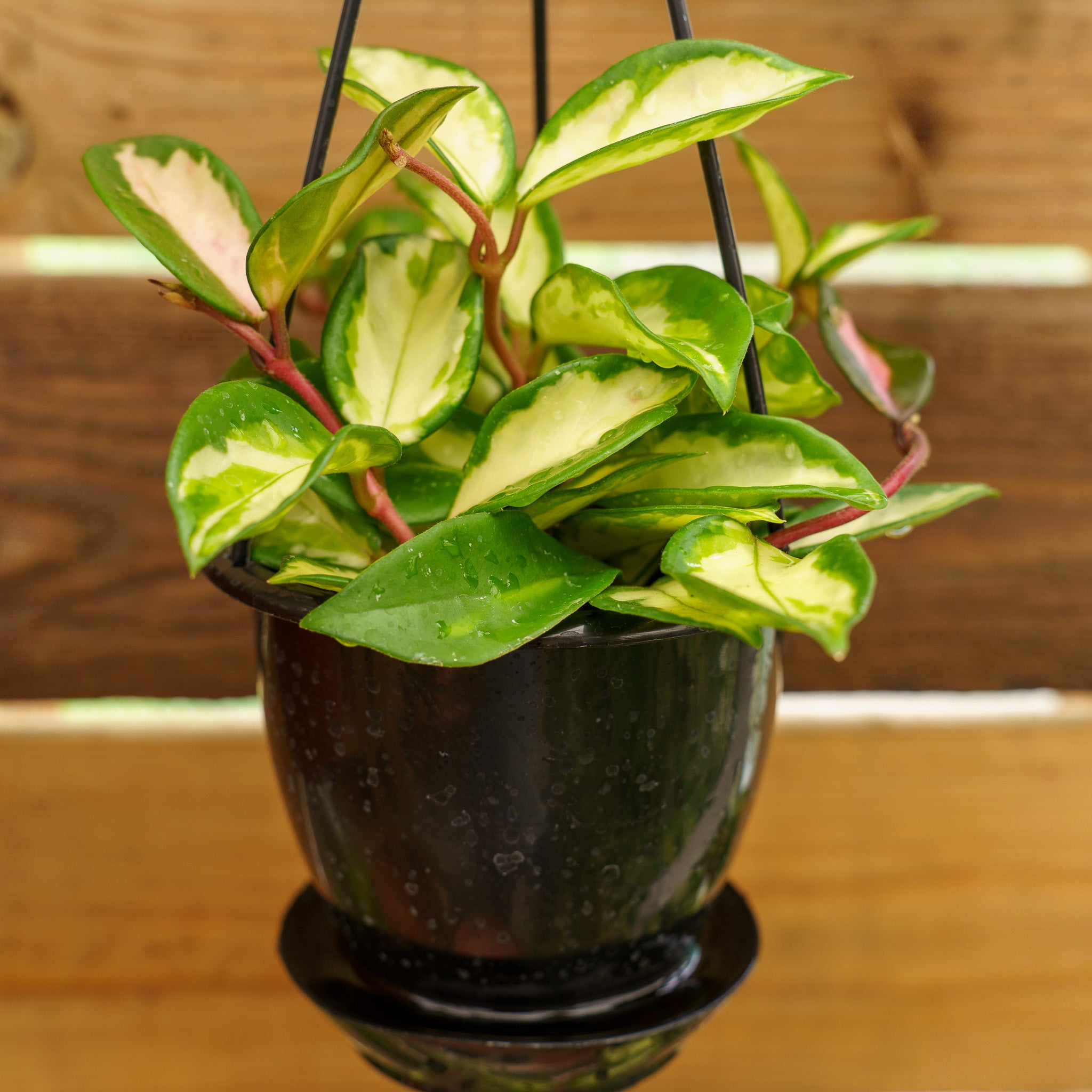 green waxy leaf indoor plant Wax Plant – Plant Detectives