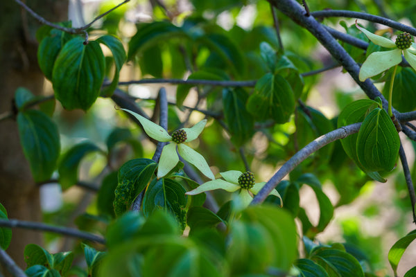 Weeping Chinese Dogwood - Dogwood Tree - Flowering Trees