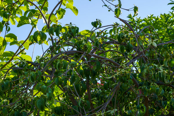 Weeping Chinese Dogwood - Dogwood Tree - Flowering Trees