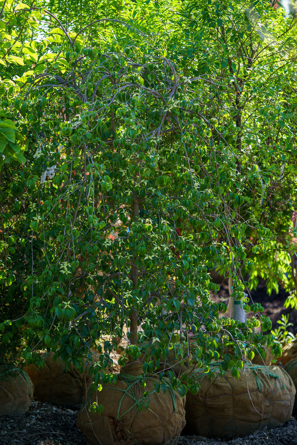 Weeping Chinese Dogwood - Dogwood Tree - Flowering Trees