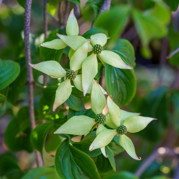 Weeping Chinese Dogwood - Dogwood Tree - Flowering Trees