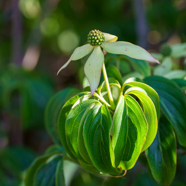 Weeping Chinese Dogwood - Dogwood Tree - Flowering Trees