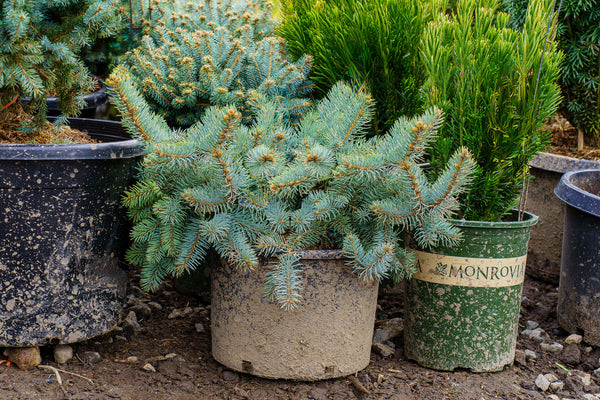 Procumbens Colorado Spruce - Spruce - Conifers