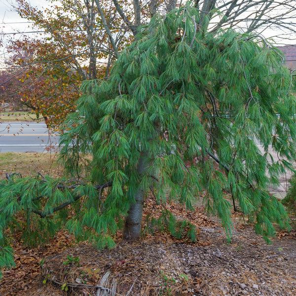 Weeping Eastern White Cedar