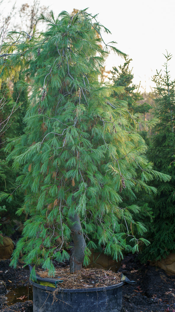 Weeping Eastern White Cedar