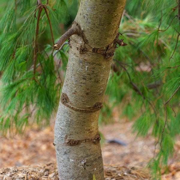 Weeping Eastern White Cedar