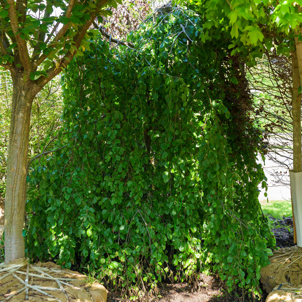 Weeping European Beech - Beech - Shade Trees