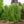 Load image into Gallery viewer, Weeping European Beech
