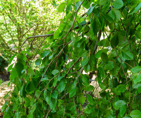 Weeping European Beech - Beech - Shade Trees