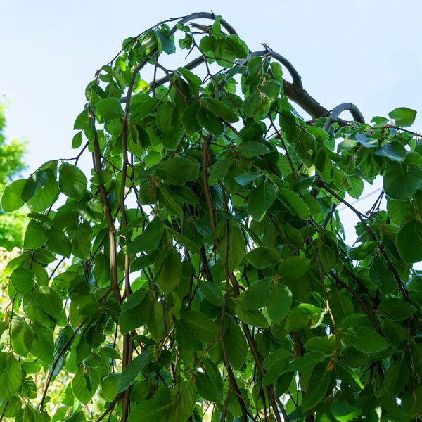 Weeping European Beech - Beech - Shade Trees