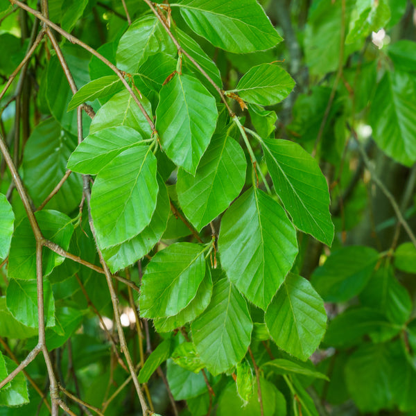 Weeping European Beech - Beech - Shade Trees