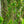 Load image into Gallery viewer, Weeping European Beech
