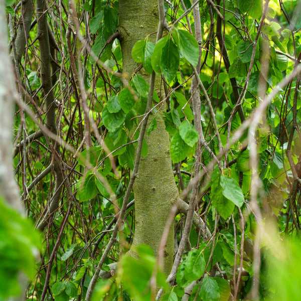 Weeping European Beech