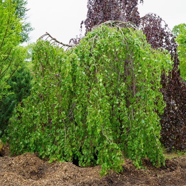 Weeping European Beech