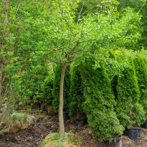Weeping Ginkgo