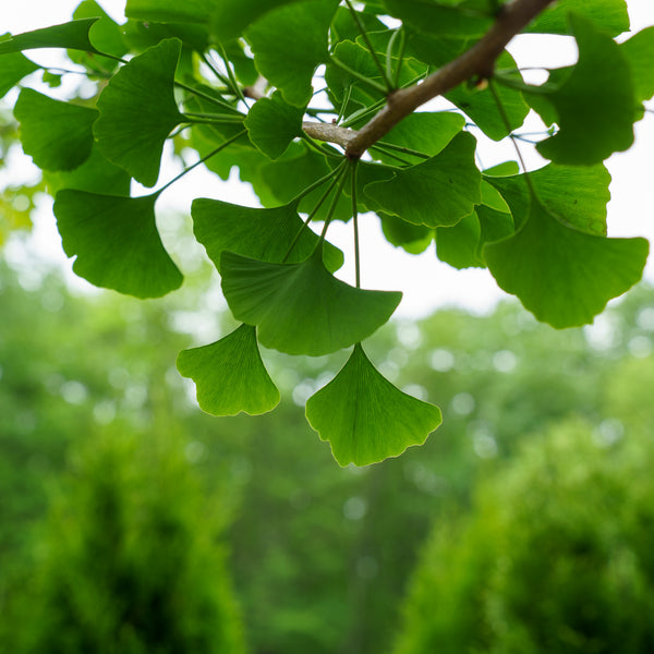 Weeping Ginkgo