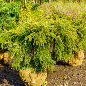 Weeping Hemlock - Hemlock - Conifers