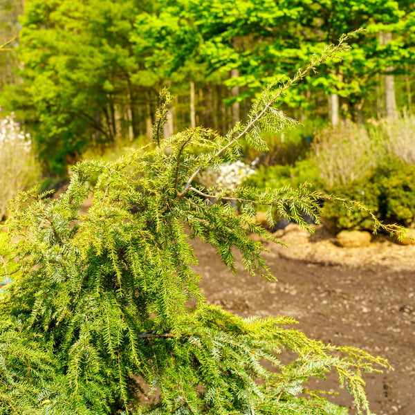 Weeping Hemlock - Hemlock - Conifers