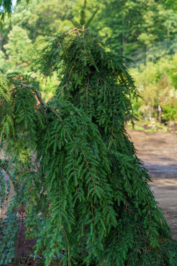 Weeping Hemlock