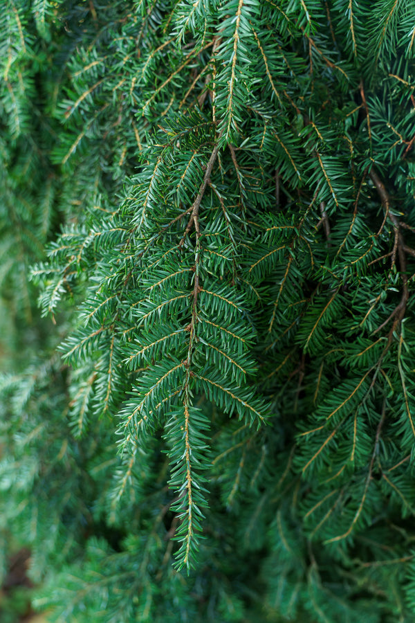 Weeping Hemlock