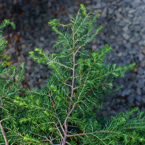 Weeping Hemlock