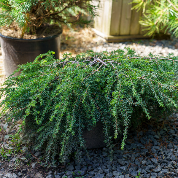 Weeping Hemlock