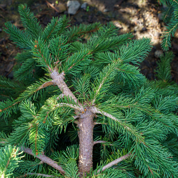 Weeping Norway Spruce