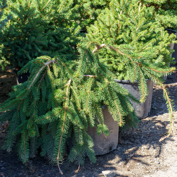 Weeping Norway Spruce