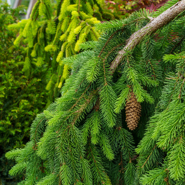 Weeping Norway Spruce