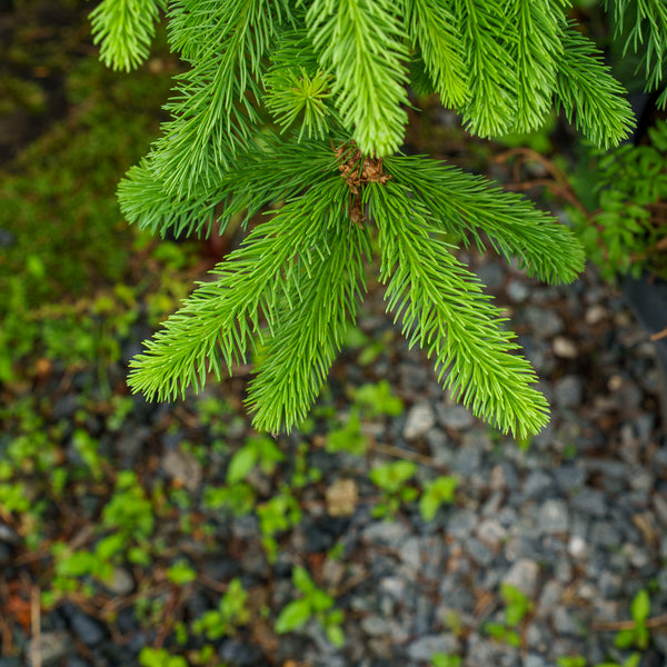 Weeping Norway Spruce