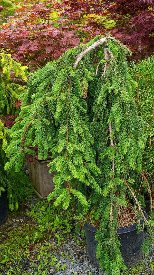 Weeping Norway Spruce
