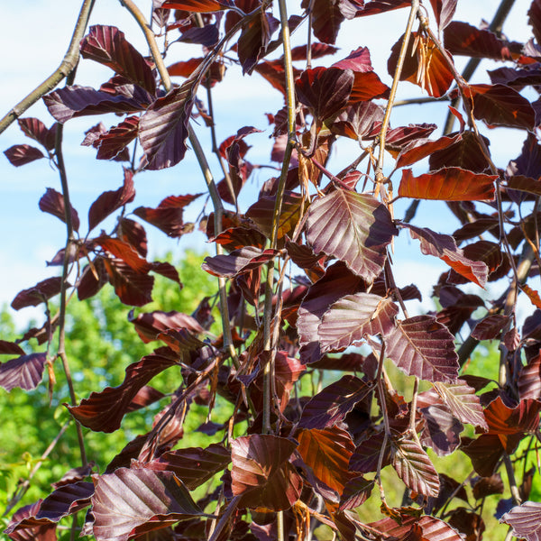 Weeping Purple European Beech - Beech - Shade Trees