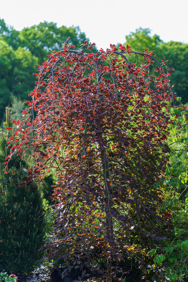 Weeping Purple European Beech - Beech - Shade Trees