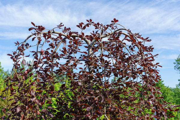 Weeping Purple European Beech - Beech - Shade Trees